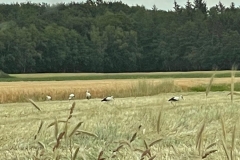 IMG-20220627-WA0006